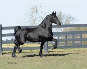 Callet Friesian Stb Mare