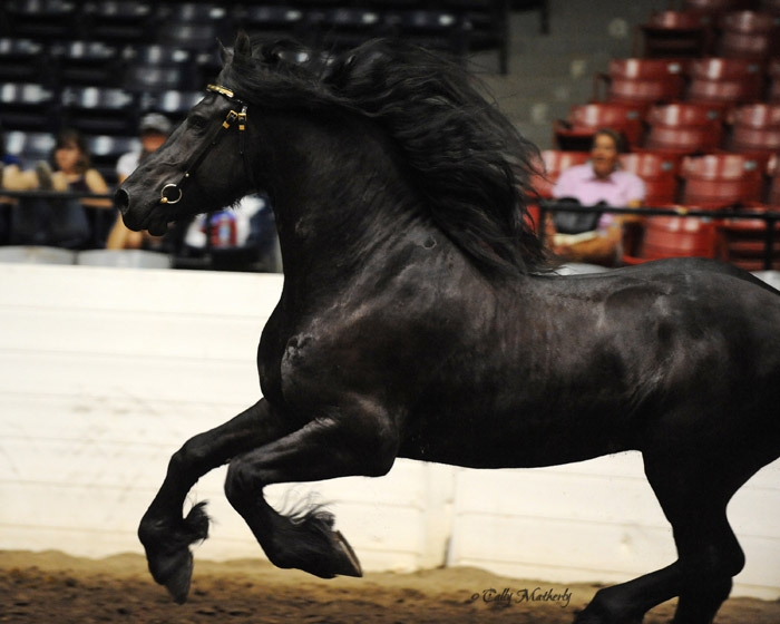Ohio_Valley_Friesian_Classic