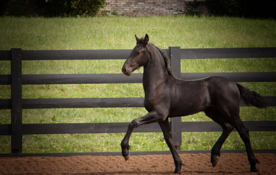 Dream Gait Friesians
