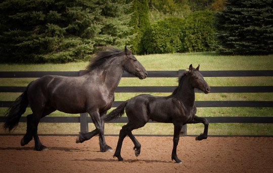 Dream Gait Friesians