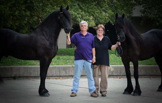 Dream Gait Friesians