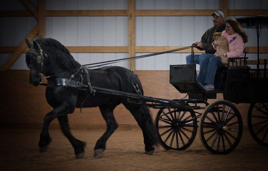 Dream Gait Friesians