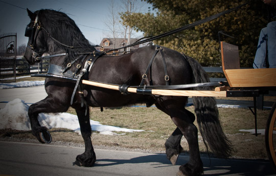 Dream Gait Friesians