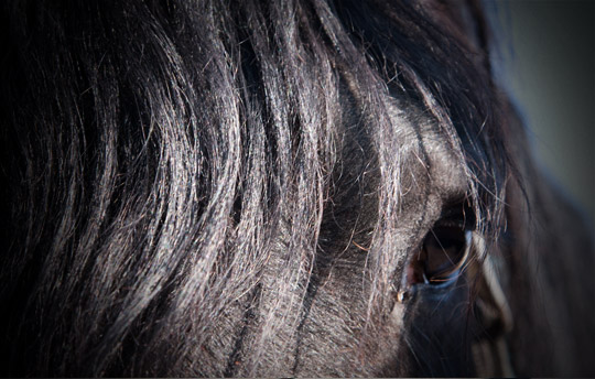 Dream Gait Friesians