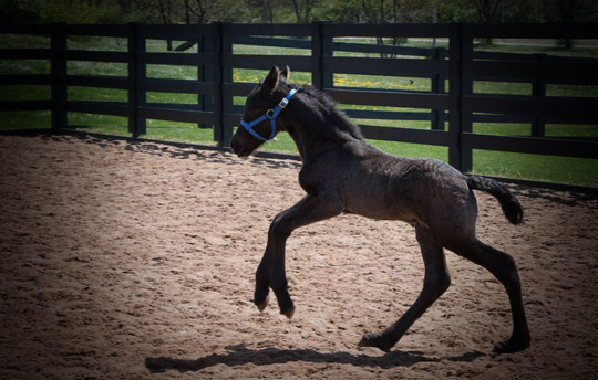 Dream Gait Friesians