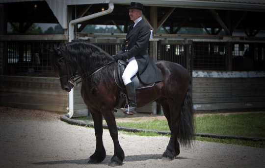 Dream Gait Friesians