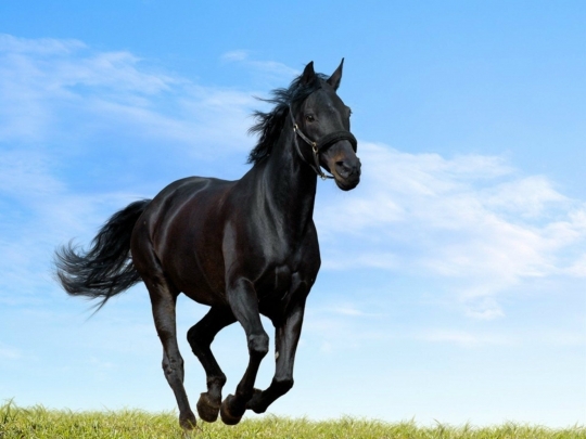 Dream Gait Friesians