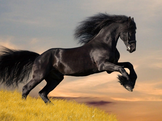 Dream Gait Friesians