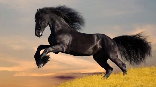 Dream Gait Friesians