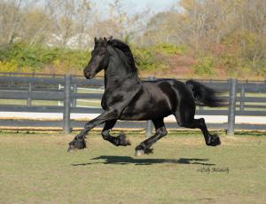 Conan ~ Jalke v.d. Laarbeek Hoeve