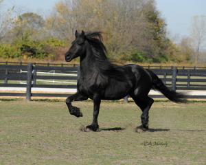 PASSED ~ Shiraz ~  Jildou fan it Jachthus