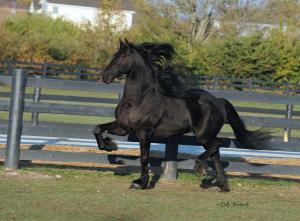 REHOMED ~ Toruk ~ Jouke Oo