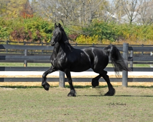 Merlot ~ Willemke R.