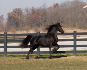 SOLD ~ Godiva ~ SOLD