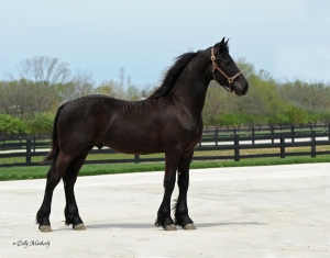 SOLD ~ Gelfling ~ Ghel-lflainngk van Dream Gait ~ 