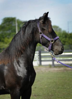SOLD ~ Lyrica van Dream Gait ~ SOLD