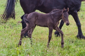 SOLD ~ Kastiel van Dream Gait ~ SOLD