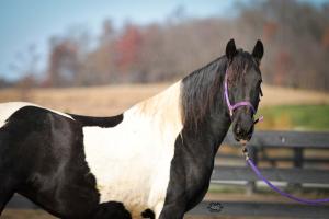 SOLD ~ Patinka's Colored Stable