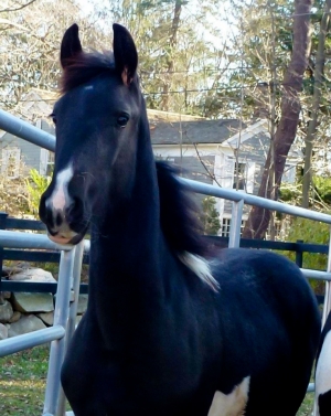 SOLD ~ Kimba ~ from Friesians of Color