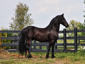REHOMED ~ Paschier B 