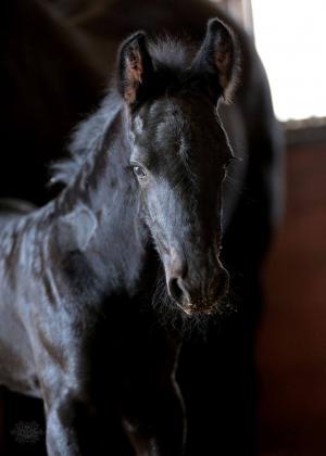 REHOMED ~ Zhivago van Dream Gait