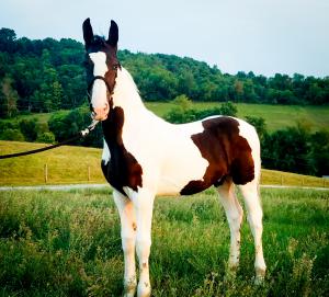 SOLD ~ Allegro