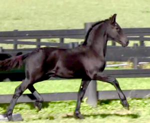 SOLD ~ Daario van Dream Gait ~ SOLD