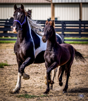 SOLD Dream Gait's Warlow SOLD