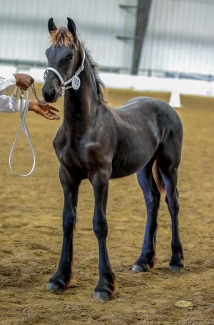 SOLD ~ Gimli van Dream Gait ~ SOLD