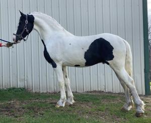 REHOMED~Dream Gait's Caspian~REHOMED