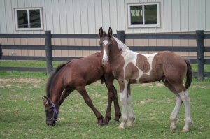 SOLD-Dream Gait's Hendrix-SOLD