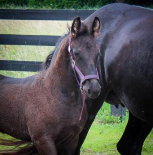 SOLD - Legende van Dream Gait - SOLD